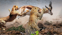 بز کوهی در نبرد با جگوار || آن...