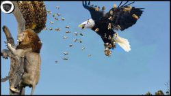 زنبورهای خشمگین شیر نر را نیش...