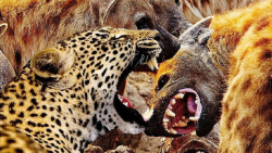 جنگ جگوار با کفتار || جگوار در...