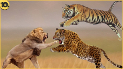 پادشاه حیات وحش | ببر مقابل شی...