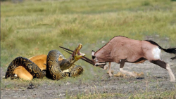 نبرد پیتون و ایمپالا | آناکوند...