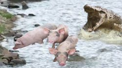 حمله وحشتناک کروکودیل | نبرد خ...