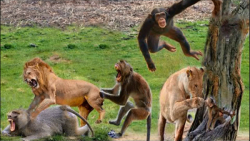 مستند حیات وحش  حمله شیر به با...