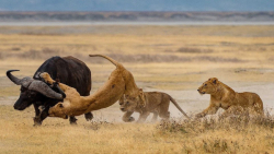 نبرد شیر و بوفالو | شکار حیوان...