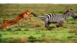 شیر گرسنه حمله حیوانات وحشی حم...