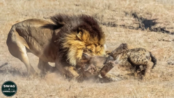 حیات حیوانات وحشی | شکار کفتار...