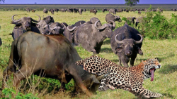 جنگ حیوانات وحشی  بوفالو وحشی...