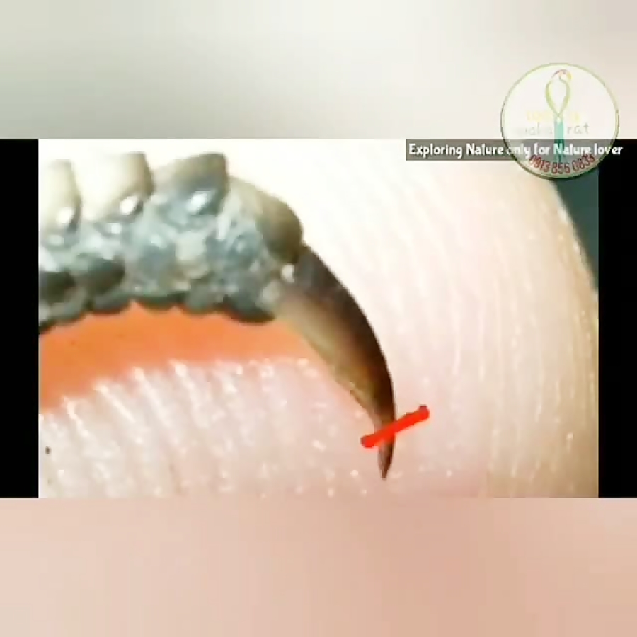 طریق کوتاه کردن ناخن پرندگان