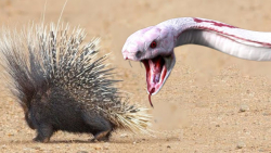 راز بقا حیوانات وحشی | حمله ما...