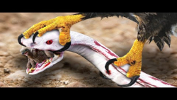 دراماتیک&zwnj;ترین حیوانات وحش...