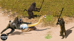 نبرد راز بقا || حمله میمون های...