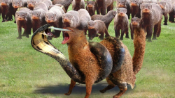 نبرد حیوانات راز بقا | زهر ریخ...