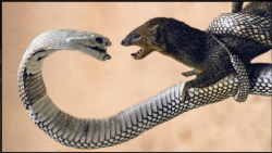 مانگوس قاتل مارها || شکار مار...