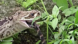 نبرد مستند راز بقا  حمله گور خ...