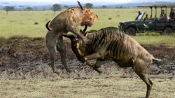 جنگ حیوانات حیات وحش || شکار ب...