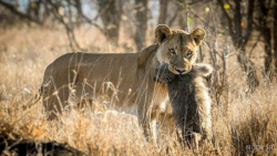 مستند حیوانات وحشی || جنگ بابو...