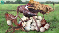 راز بقا حیات وحش  محافظت شتر م...