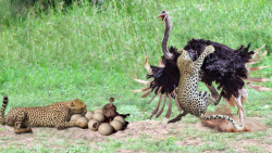 شکار غم انگیز شتر مرغ | نبرد ی...