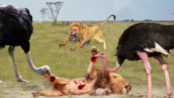 حیات وحش ۲۰۲۳  جنگ نابرابر شتر...