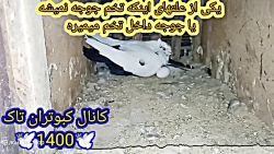 یکی از علتهای جوجه نشدن تخم کب...