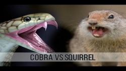 نبرد مار کبری و سنجاب || حیات...