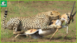 شکار حیوانات وحشی | پلنگ ایمپا...