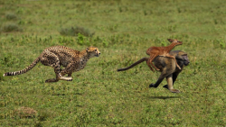 بابون شگفت انگیز در تعقیب یوزپ...