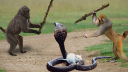 جنگ مار و میمون ها | مستند حیا...