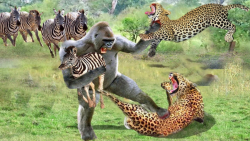 مستند راز بقا | حمله میمون به...