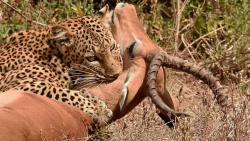 مبارزه دیدنی پلنگ و ایمپالا |...