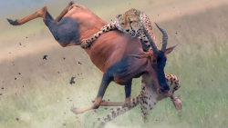 این قیمتی است که یوزپلنگ به سر...