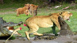 راز بقا حیات وحش | پادشاه رودخ...