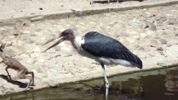 کلیپ حیوانات  حیات وحش  حمله ب...