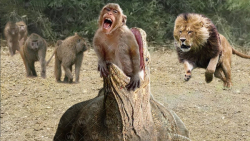 دنیای حیوانات وحشی || نبرد باب...