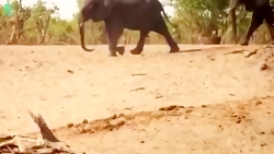 جنگ حیوانات وحشی جنگ تمساح و ف...