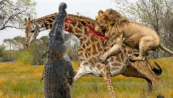 نبرد شیر با زرافه | قلمرو شیره...