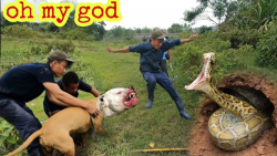 سگ پیتبول در مقابل 2 مار غول پ...