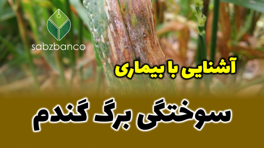 آشنایی با بیماری سوختگی برگ گندم رفع افتادگی پلک