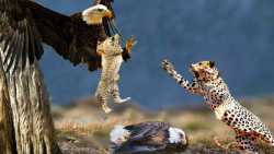 جنگ عقاب و پلنگ | انتقام عقاب...