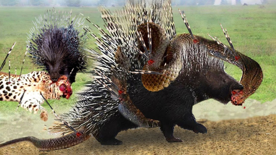 راز بقا حیوانات وحشی | جنگ خار...