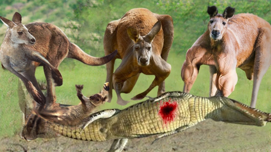 حمله تمساح به کانگورو || پایان...