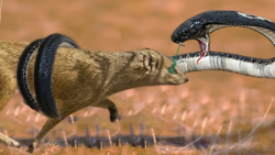 کبرا سم را به درون مانگوس می&z...