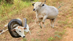 عصبانیت گاومیش | حمله به مار ب...