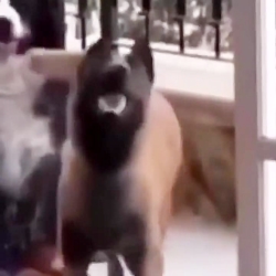 آخر خنده رقص حیوانات