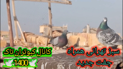 نمایشی از کبوتر سبز تهرانی به...