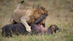 زنده خواری اسب آبی توسط شیر !!...