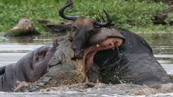 شکار گاو وحشی توسط کروکودیل  ن...