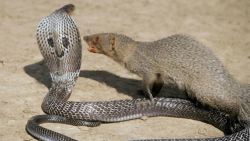 مبارزه مانگوس و مار تا سر حد م...