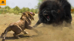 رویارویی های فوق کلاسیک دنیای...