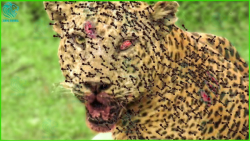 راز بقا حیات وحش | حمله مورچه...